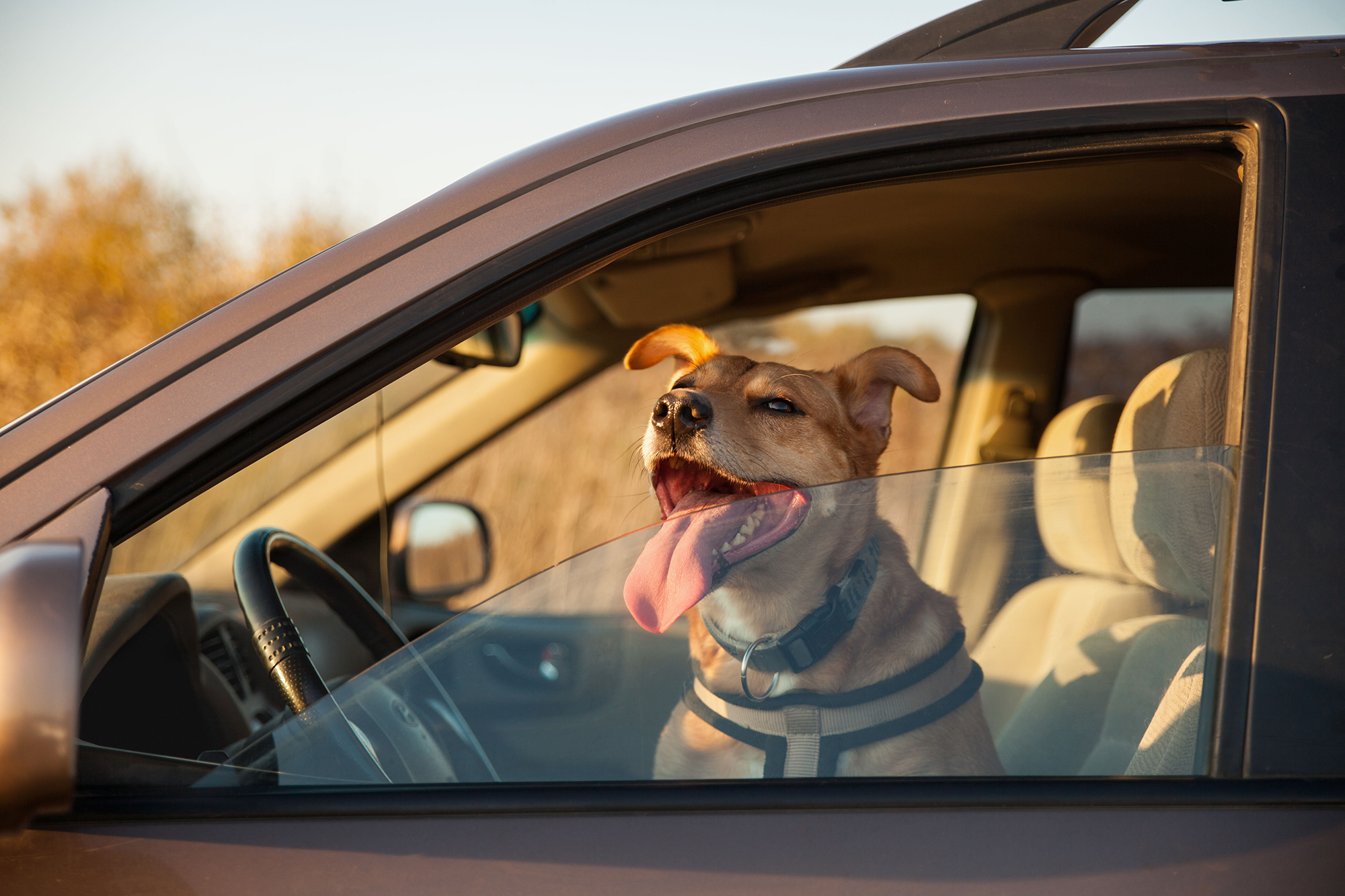Dog in hot car