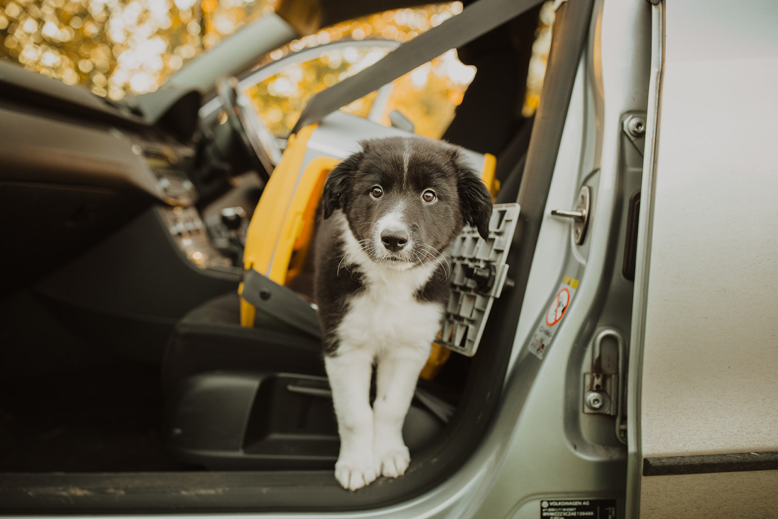 Puppy in car