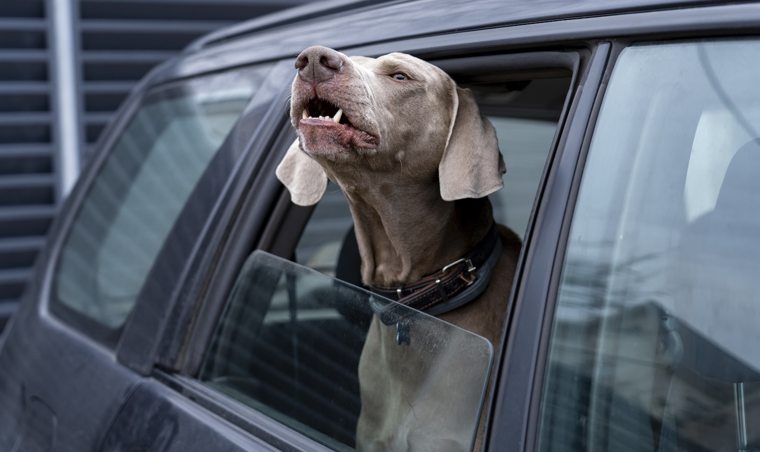 how do i stop my dog from barking in the car