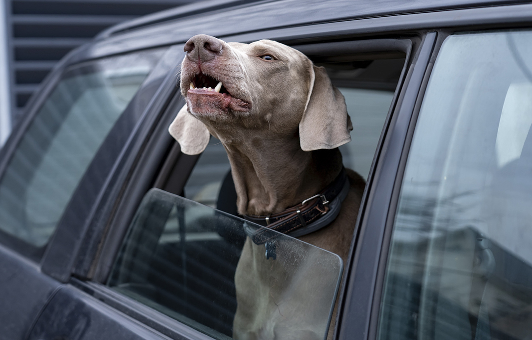 how do I stop my dog barking in the car