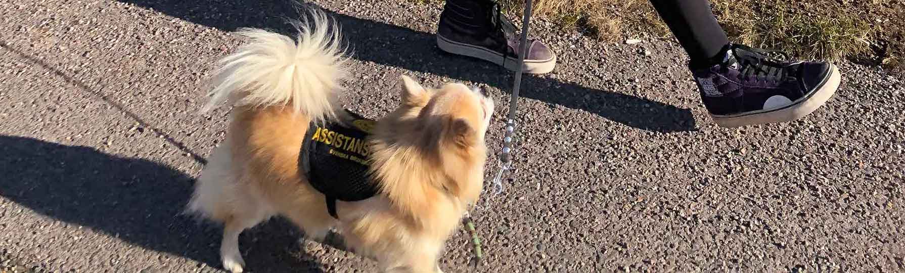 World's smallest medical detection dog
