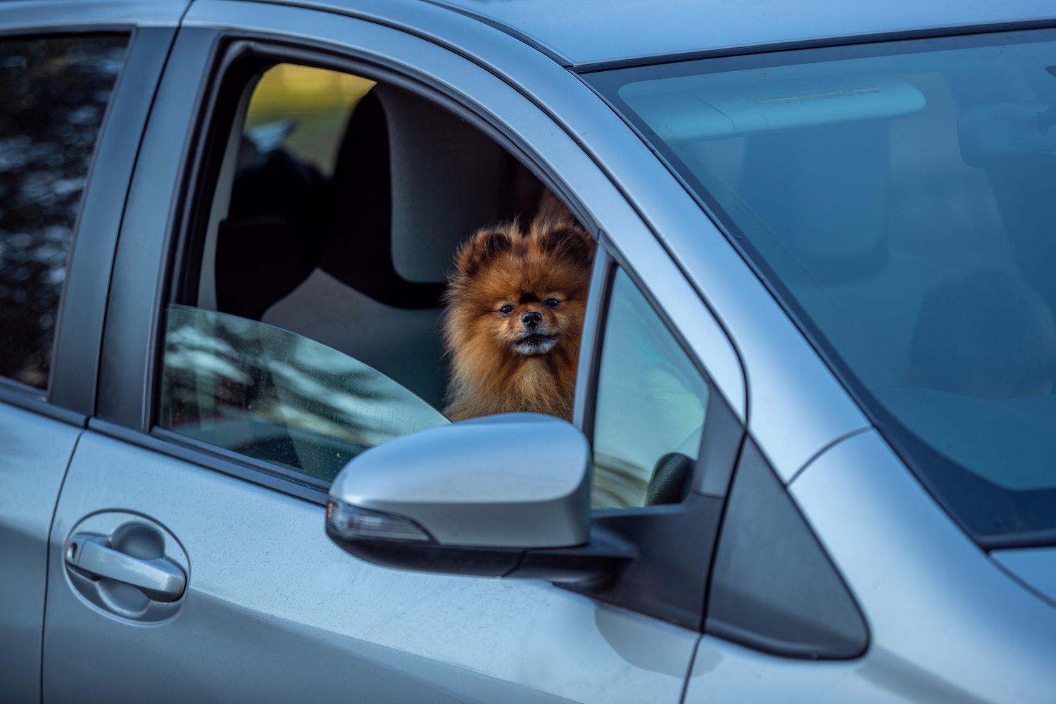 unrestrained dog in car